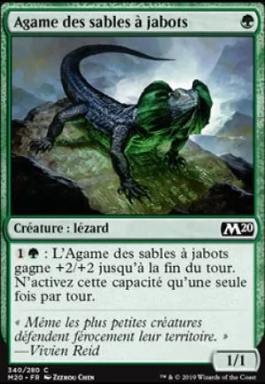Agame des sables à jabots