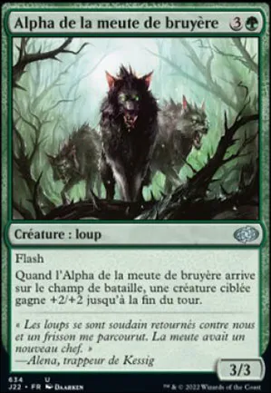 Alpha de la meute de bruyère