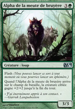 Alpha de la meute de bruyère