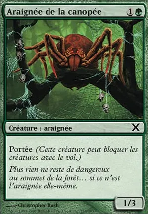 Araignée de la canopée