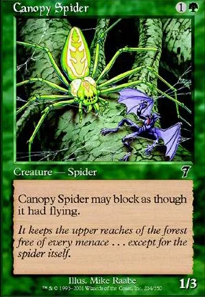 Araignée de la canopée