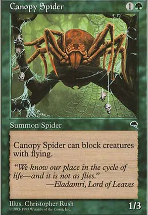 Araignée de la canopée