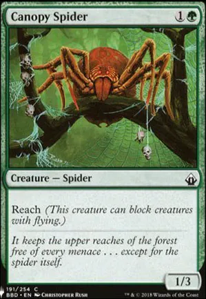 Araignée de la canopée