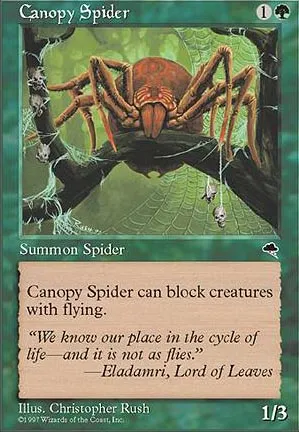 Araignée de la canopée