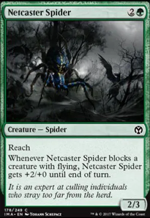 Araignée lanceuse de rets