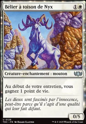 Bélier à toison de Nyx