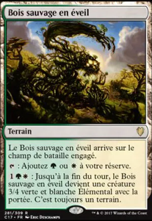 Bois sauvage en éveil