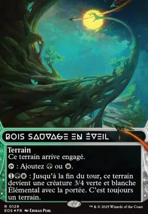 Bois sauvage en éveil