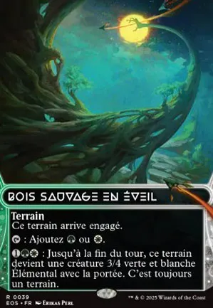 Bois sauvage en éveil