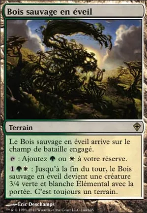 Bois sauvage en éveil