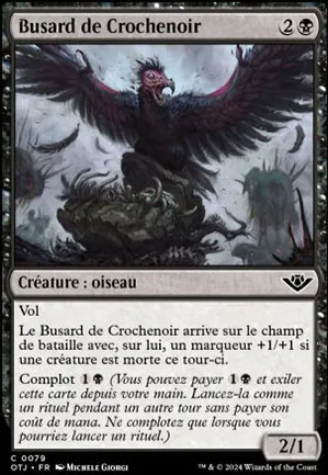 Busard de Crochenoir