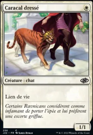 Caracal dressé