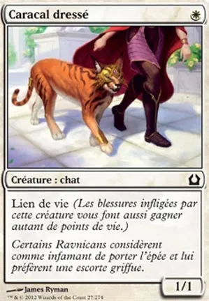 Caracal dressé
