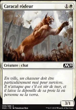 Caracal rôdeur