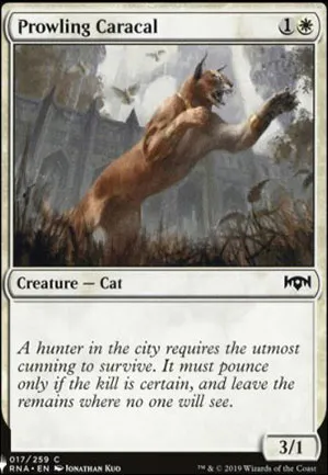 Caracal rôdeur
