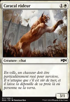 Caracal rôdeur