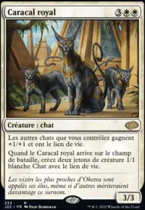 Caracal royal