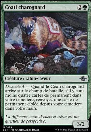 Coati charognard