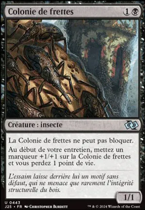 Colonie de frettes