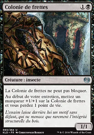 Colonie de frettes