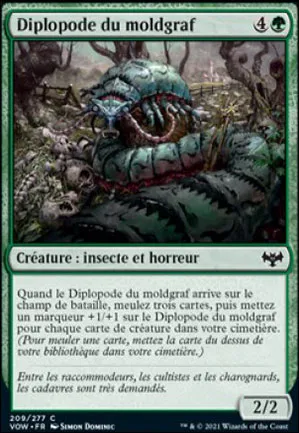 Diplopode du moldgraf
