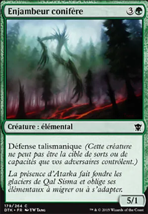 Enjambeur conifère
