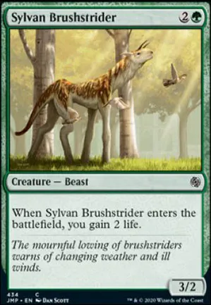 Enjambeur de broussailles sylvestre