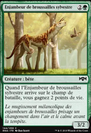 Enjambeur de broussailles sylvestre