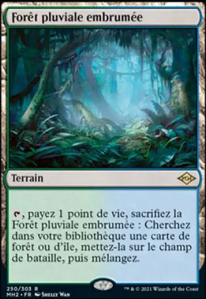 Forêt pluviale embrumée