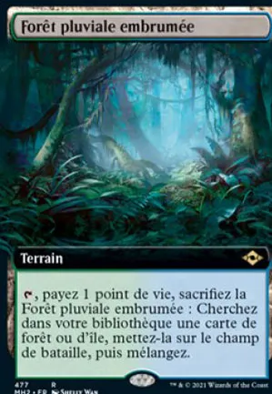 Forêt pluviale embrumée