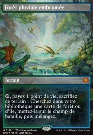 Forêt pluviale embrumée
