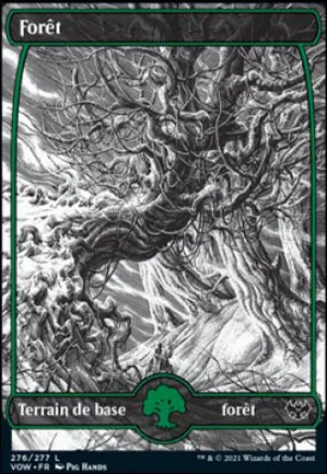Forêt