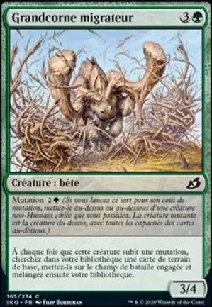 Grandcorne migrateur