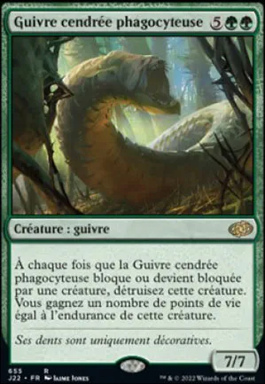 Guivre cendrée phagocyteuse