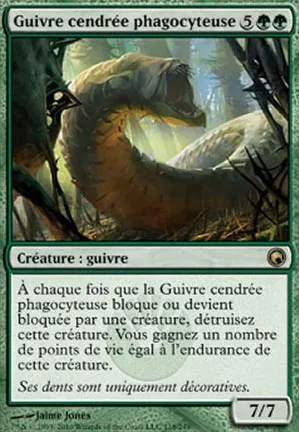 Guivre cendrée phagocyteuse