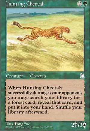Hunting Cheetah