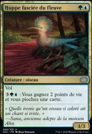 Huppe fasciée du fleuve