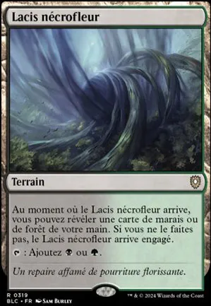 Lacis nécrofleur