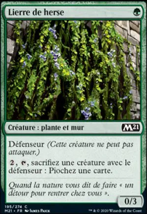 Lierre de herse
