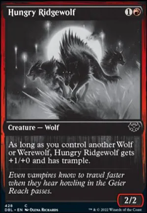 Loup des contreforts affamé