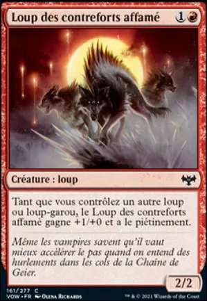 Loup des contreforts affamé