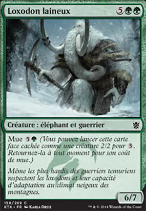 Loxodon laineux