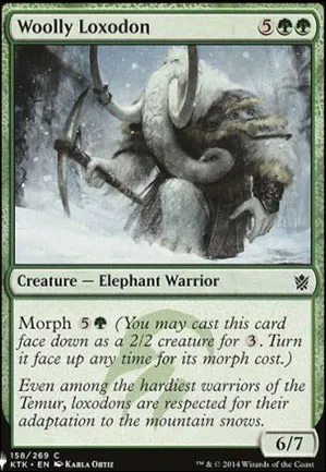 Loxodon laineux