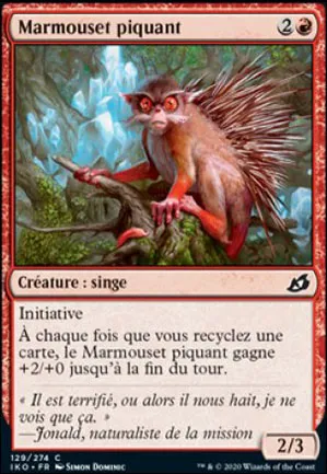 Marmouset piquant