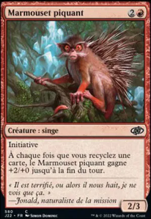 Marmouset piquant