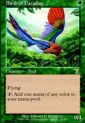 Oiseaux de paradis