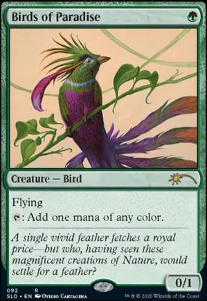 Oiseaux de paradis