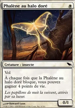 Phalène au halo doré