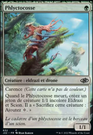 Phlyctocosse