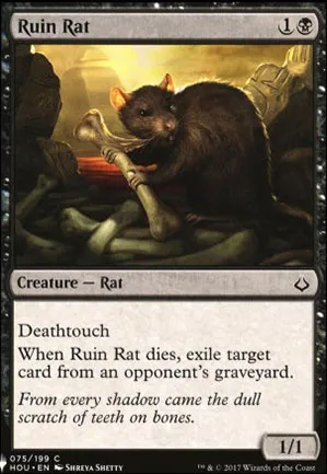 Rat des ruines